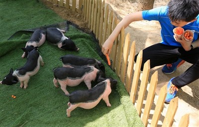 X'Tagħmel Kieku Fejk tal-Guinea Jiġi Heatstroke